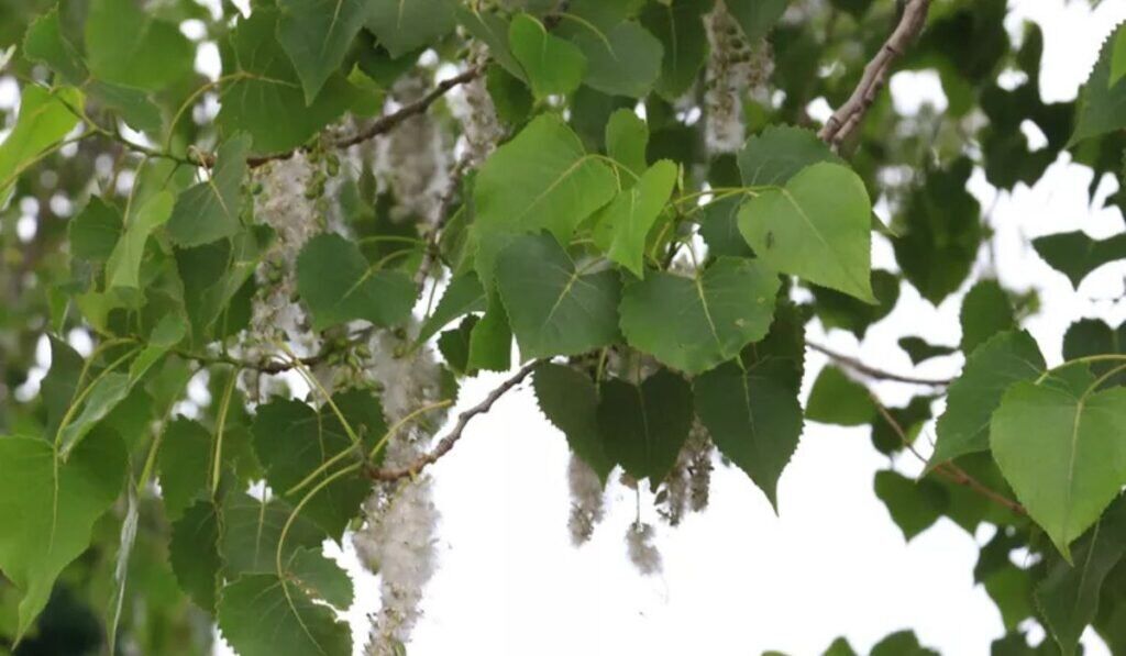 are cottonwood trees dangerous
